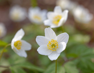 Closeup of a white wood anemone flower. Latin name: Anemone nemorosa