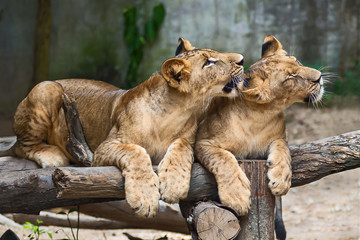 two lions playing.