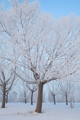 Fototapeta premium Trees in the hoarfrost in the winter forest