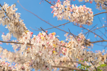 Cassia bakeriana tree.