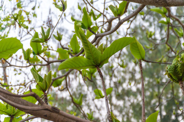 Green leaves on a tree.