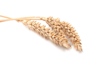 Spikelets of wheat isolated on the white