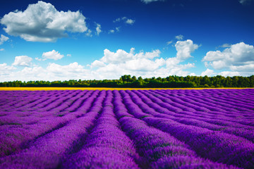 Fototapeta na wymiar Lavender field in Provence. HDR image.