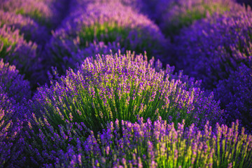Naklejka na ściany i meble Lavender field in Provence. HDR image.