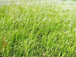 土手に茂るチガヤ