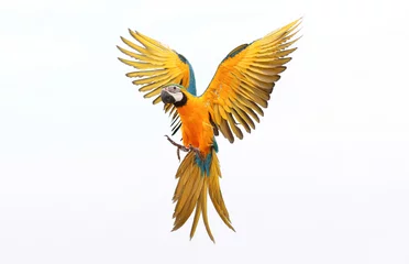 Foto op Aluminium Kleurrijke vliegende papegaai geïsoleerd op wit © Passakorn