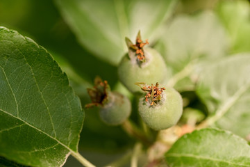 Unripe apples on a branch
