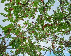 Cherries in the tree