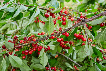 Cherries in the tree