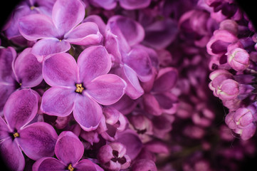 Naklejka na ściany i meble Blossoming lilac. Macro photography. A flower with five petals. Spring. Floral background.