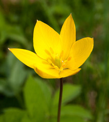 Wild yellow tulip.
