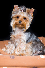 miniature dog breed Yorkshire Terrier with an elastic band on his hair sits in his couch, isolated on black