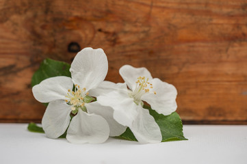 Apple tree flowers  on white and brown background, spring blossoms. Close up. Soft focus.