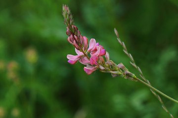 Pink wild flower on the summer meadow