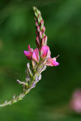 Pink wild flower on the summer meadow