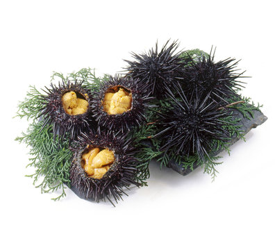 うに urchin