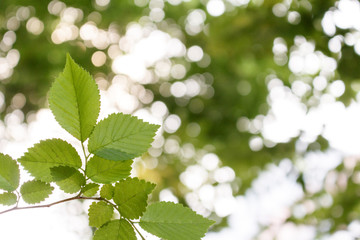 Green color image，Green Leaf