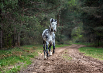 Horse running free in the forest. 