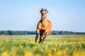 Stallion running on a blooming meadow.