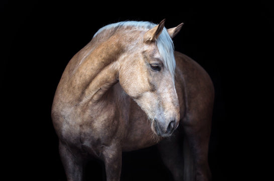 Portrait of a Palomino horse isolated on black background.