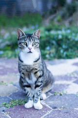 Young street grey striped cat on the background of the city, homeless cat, cat with green eyes