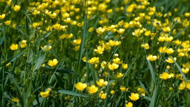 Spring background with Anemone ranunculoides, yellow wood anemone, flowers in nature.