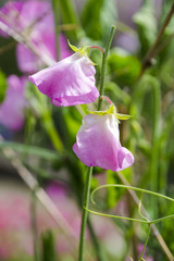 ピンクのスイートピー