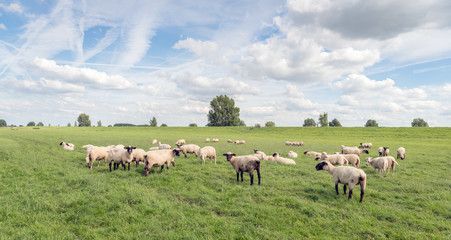 Flock of sheep in a pasture in front of the dike