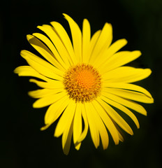 Yellow daisy growing in a flower bad.