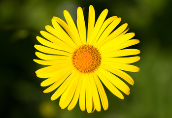 Obraz premium Yellow daisy growing in a flower bad.