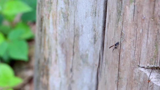 枯れ木に巣を作るヤマトフタスジスズメバチ