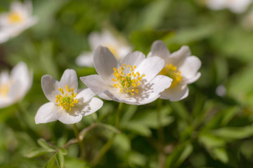 white anemone closeup