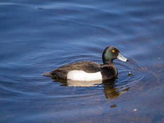 duck swimming in blue water