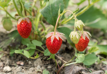 fresh strawberry with green leaves