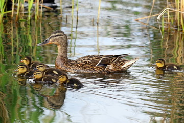 A family of ducks, mother duck and ducklings swim in the water.  A female duck which looks at its ducklings. Ducklings are all together included. 