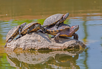 tortoises on a stone