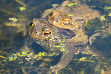Frog sitting on a swamp or in a pond, beautiful landscape green background with place for text, the concept of protecting wildlife and ecology