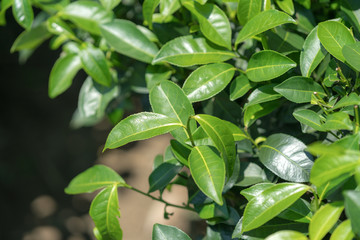 Green tea leaves in a tea plantation.