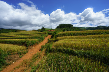 Fototapeta na wymiar Terraced rice field in harvest season with white clouds and blue sky in Mu Cang Chai, Vietnam.