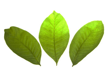 tree leaves isolated on white background