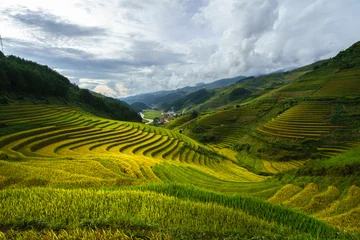 Fotobehang Terrasvormig padieveld in oogstseizoen in Mu Cang Chai, Vietnam. © Hanoi Photography