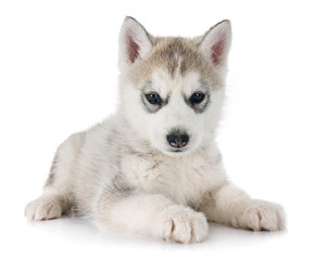 puppy siberian husky