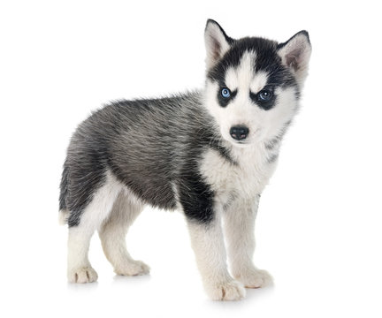 51,929 BEST Siberian Husky Puppies IMAGES, STOCK PHOTOS & VECTORS | Adobe  Stock
