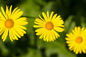 Yellow daisies growing in a flower bad.