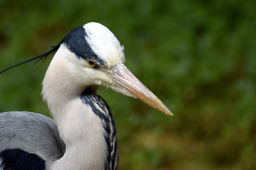 Close up of grey heron. Space for text.