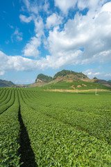 Tea plantation landscape on clear day. Tea farm with blue sky and white clouds.