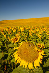 Naklejka premium Field of blooming sunflowers with hills in background, Tuscany, Italy 