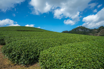 Tea plantation landscape on clear day. Tea farm with blue sky and white clouds.