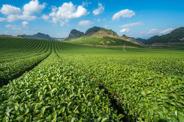 Fototapeta premium Tea plantation landscape on clear day. Tea farm with blue sky and white clouds.