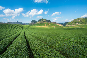 Tea plantation landscape on clear day. Tea farm with blue sky and white clouds.